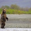Grizzly Bear (Ursus horribilis), stood upright on back legs,Katmai National Park, Alaska, September